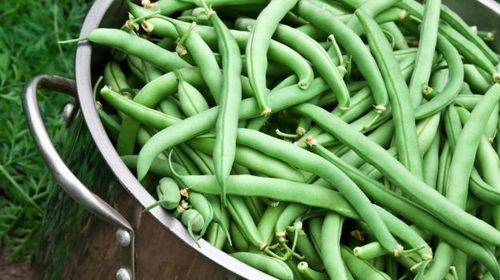Ooty Beans